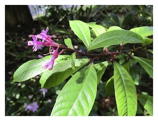 arborescens-02