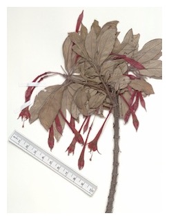 ayavacensis 01