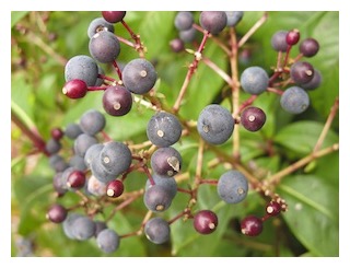 berries-300px