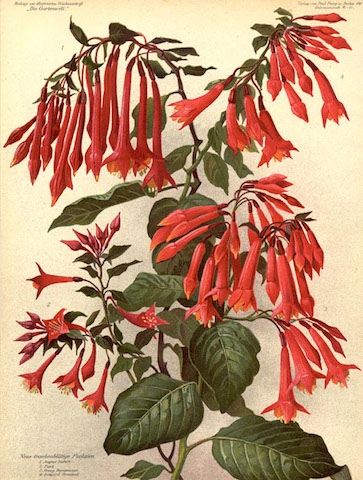 bonstedt-fuchsias-1915