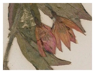 bracelinae-detail-02