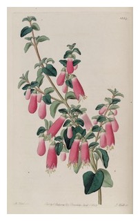 correa 01
