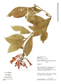 fuchsia-abrupta