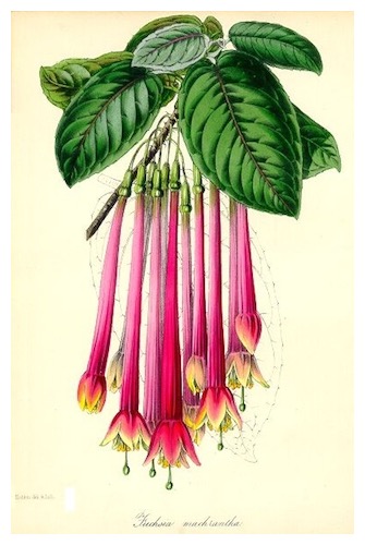 macrantha