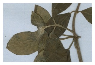 nigricans-adpressipillis
