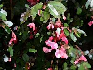 faux-fuchsia-01