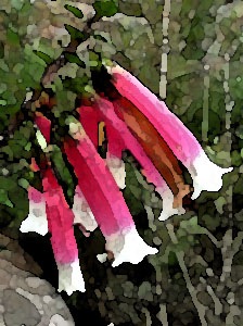 faux-fuchsia-03