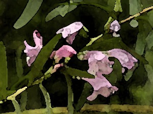 faux-fuchsia-05