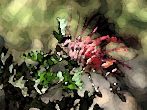 faux-fuchsia-07