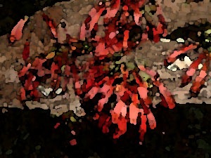 faux-fuchsia-08