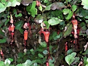 faux-fuchsia-10