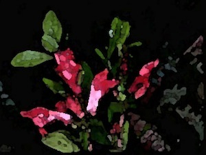 faux-fuchsia-13