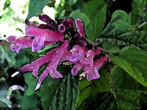 faux-fuchsia-15