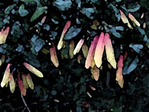 faux-fuchsia-16
