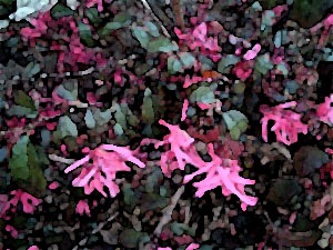 faux-fuchsia-17