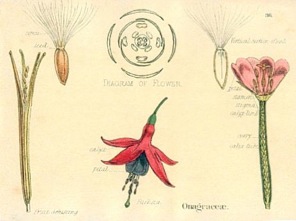 fitch-onagraceae