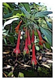fuchsia-fulgens-1