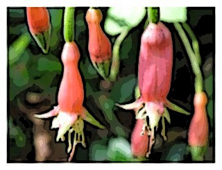 fuchsia-splendens-3