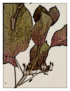 poster-fuchsia-fulgens-02