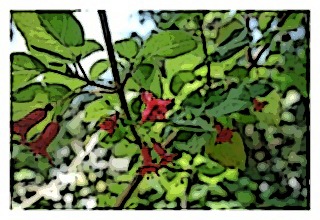 cylindracea-poster