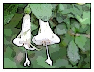 fuchsia-thymifolia-poster