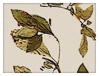 poster-fuchsia-encliandra-01
