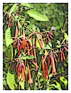 fuchsia-andrei-01