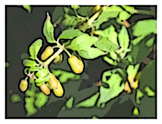 fuchsia-andrei-02