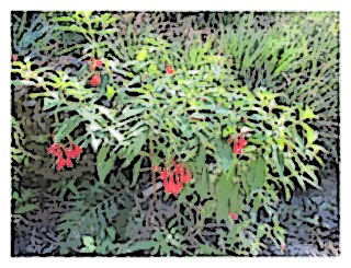 fuchsia-boliviana-01