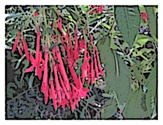 fuchsia-boliviana-04