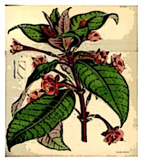 fuchsia-macrostigma