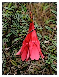 poster-image-fuchsia-pringsheimii-01