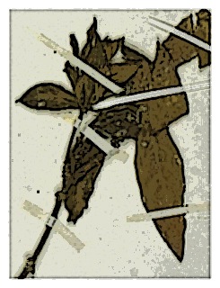 poster-specimen-fuchsia-ayavacensis-04
