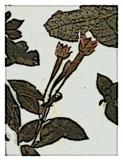 poster-specimen-fuchsia-corollata-02