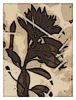 poster-specimen-fuchsia-denticulata-01