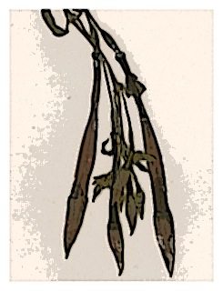 poster-specimen-fuchsia-sanmartina-02