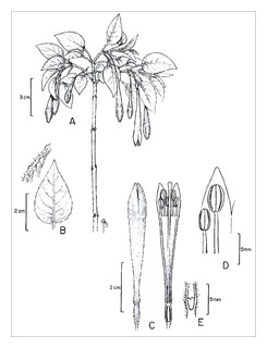 drawing-fuchsisa-mezae-01