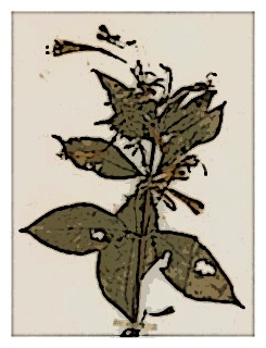 fuchsia-cestroides-01