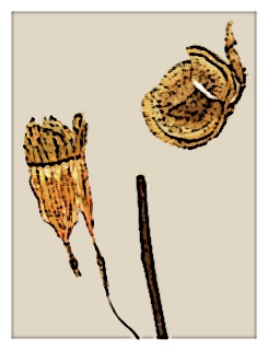 fuchsia-chloroloba-specimen-05