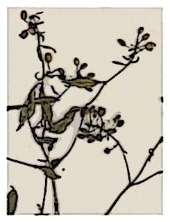 specimen-fuchsia-jimenezii-02