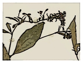 specimen-fuchsia-jimenezii-05
