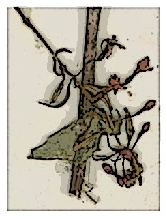 specimen-fuchsia-jimenezii-06