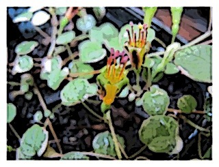 fuchsia-procumbens-02