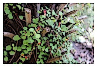 fuchsia-procumbens-03
