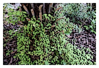 fuchsia-procumbens-04