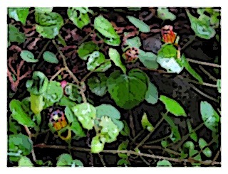 procumbens-01