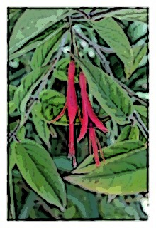 fuchsia-alpestris-01