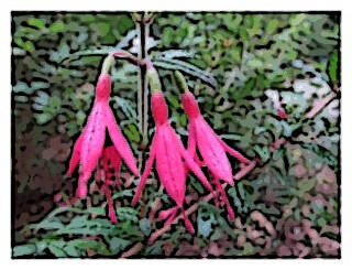 fuchsia-bracelinae-01