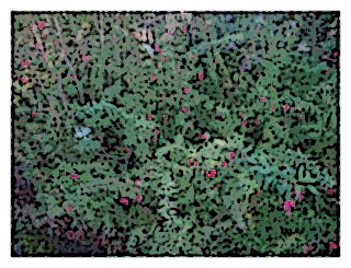 fuchsia-campos-portoi-shrub
