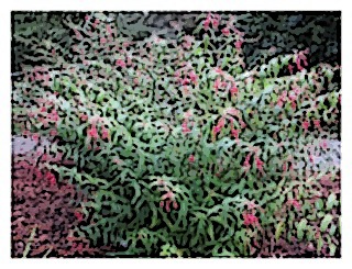 fuchsia-hatschbachii-01